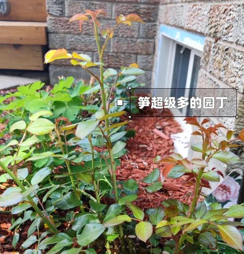 玫瑰花枝条修剪的最佳时机是什么时候？如何操作？