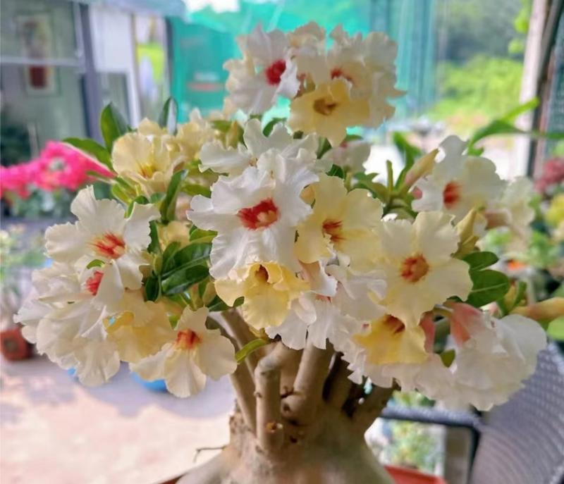 玫瑰花枝条修剪的最佳时机是什么时候？如何操作？