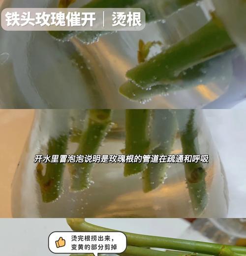 玫瑰花修剪的最佳时机和方法是什么？