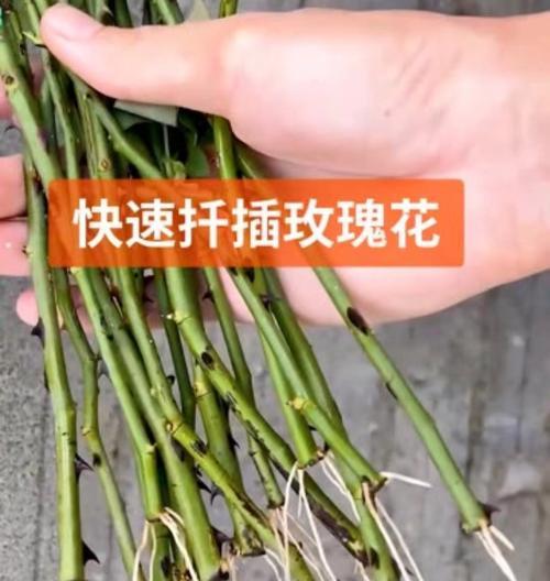 玫瑰花扦插繁殖的最佳时期是什么时候？