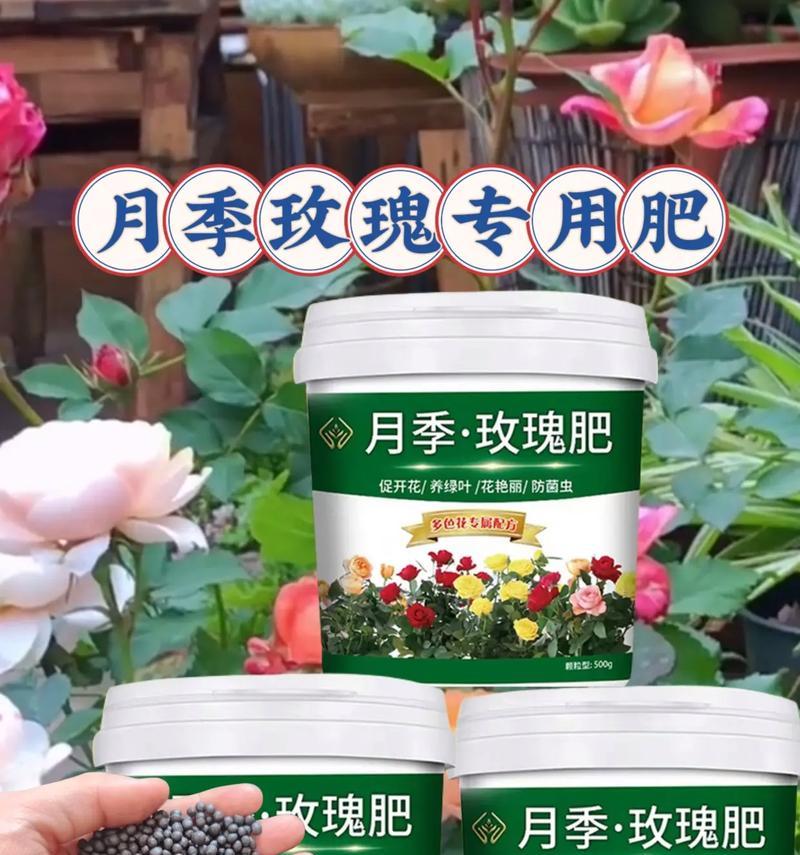 玫瑰花浇水施肥的正确方法是什么？