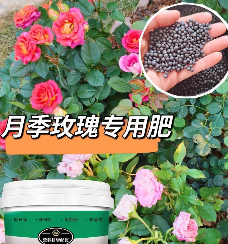 玫瑰花浇水施肥的正确方法是什么？