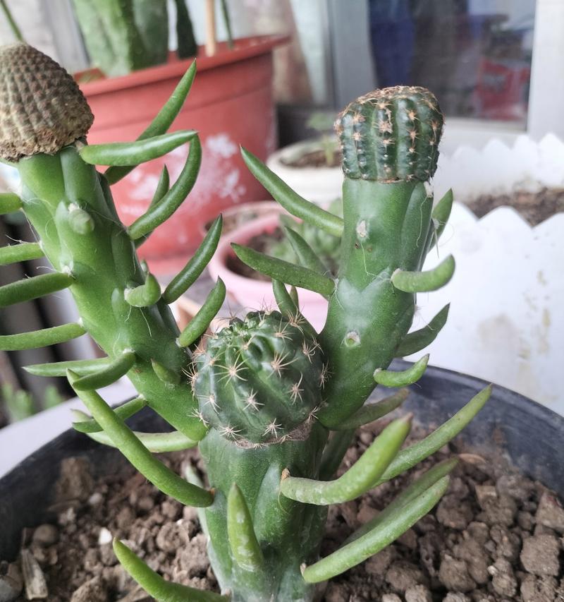 仙人球可以嫁接哪些花？嫁接过程需要注意什么？