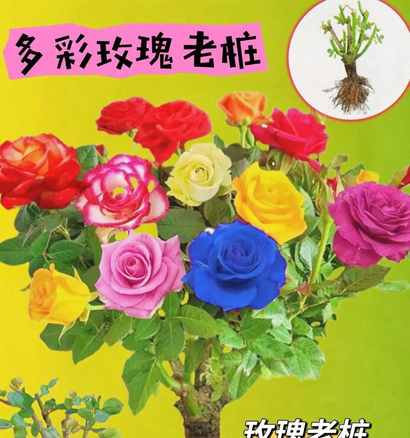 哪些植物适合嫁接玫瑰花？