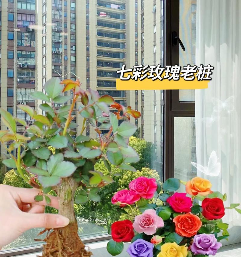 哪些植物适合嫁接玫瑰花？