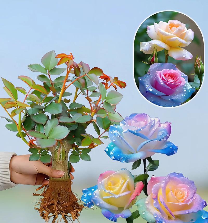 哪些植物适合嫁接玫瑰花？