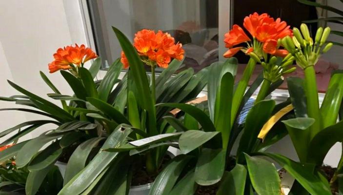 君子兰异花重瓣怎么养护？需要特别注意哪些问题？