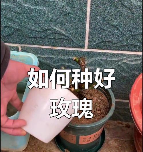 玫瑰花的种植技巧是什么？