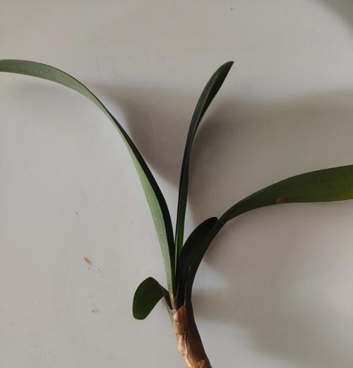 君子兰烂根叶子是什么状态？如何预防和处理？