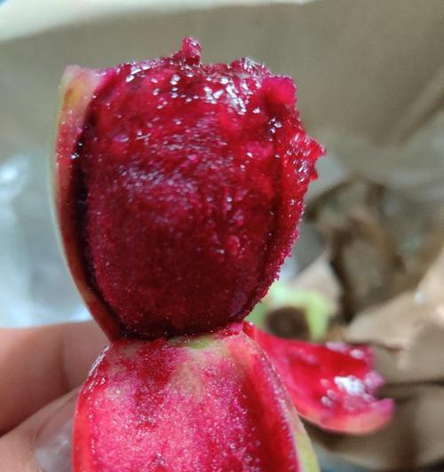 仙人掌果唐尼的种植步骤是什么？种植后如何管理以保证成活率？