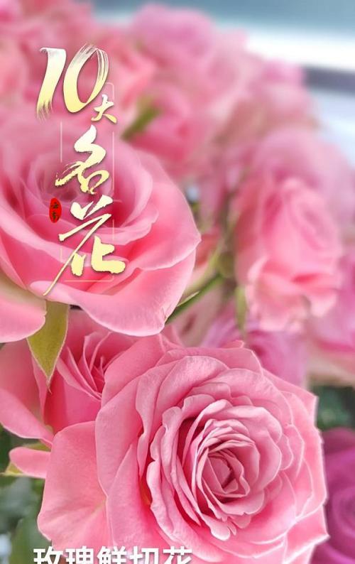 昆明稀有玫瑰花品种有哪些？