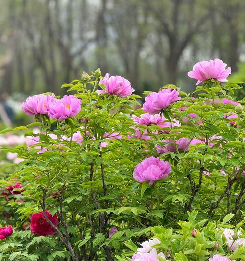 香玉牡丹花的种植方法是什么？需要注意什么？