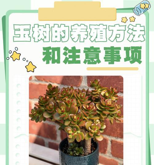 香玉牡丹花的种植方法是什么？需要注意什么？