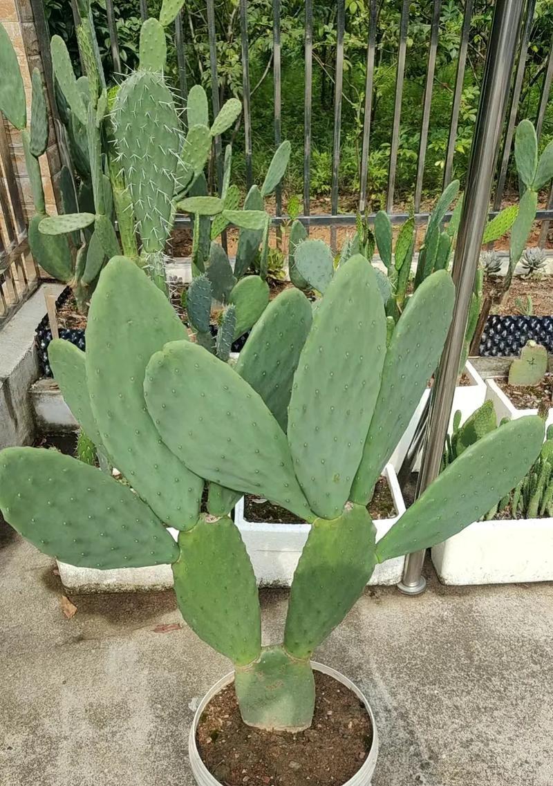 仙人掌片如何用种子种植？种植过程中的注意事项是什么？