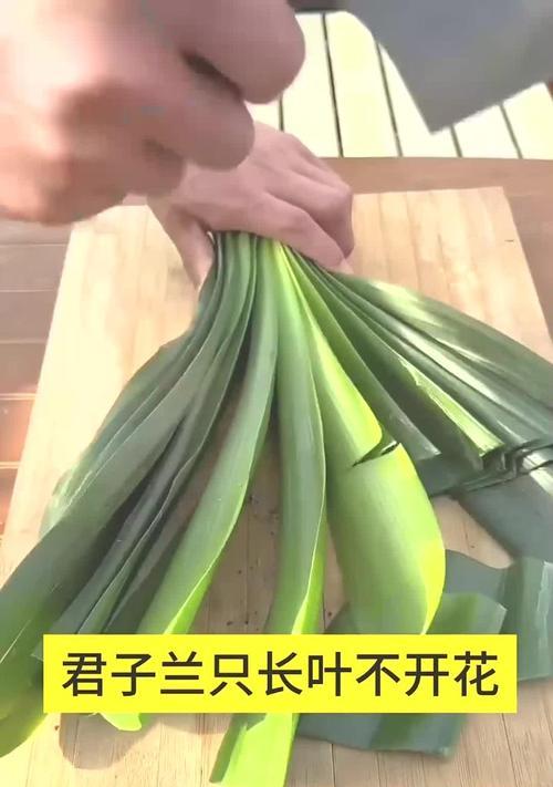 通过叶子繁殖君子兰的方法是什么？繁殖过程中需要注意什么？