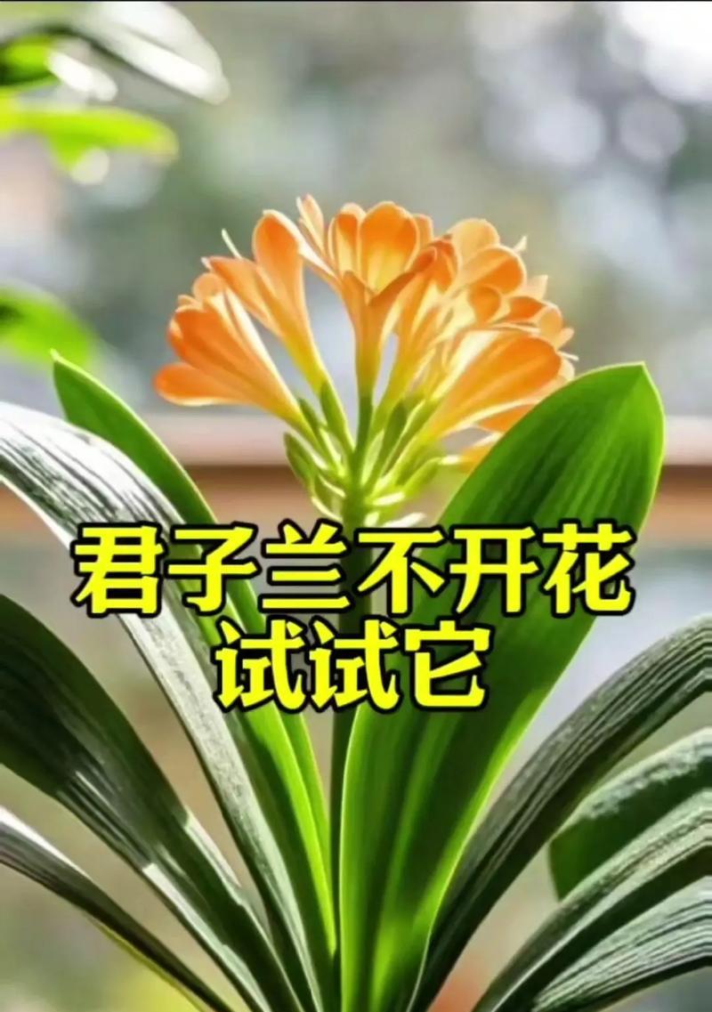 通过叶子繁殖君子兰的方法是什么？繁殖过程中需要注意什么？