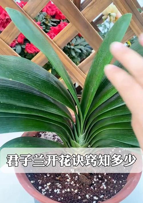 君子兰种子小芽移植的最佳时机和方法？