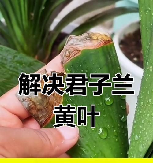 君子兰黄叶问题如何有效解决？