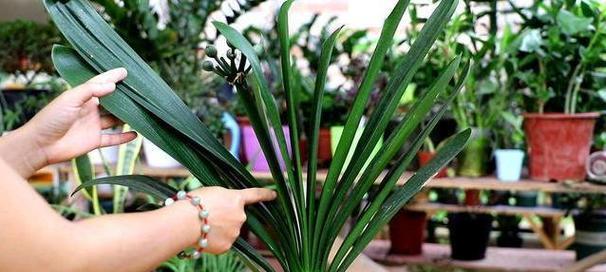 君子兰多年不开花的原因是什么？如何促进开花？