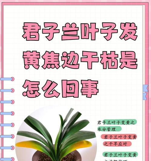 君子兰多年不开花的原因是什么？如何促进开花？