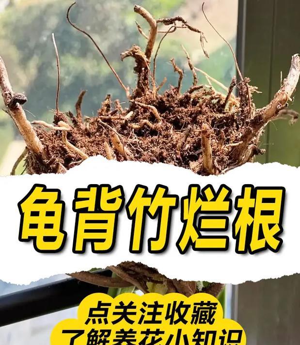貂之子仙人球的养护技巧有哪些？如何养好？