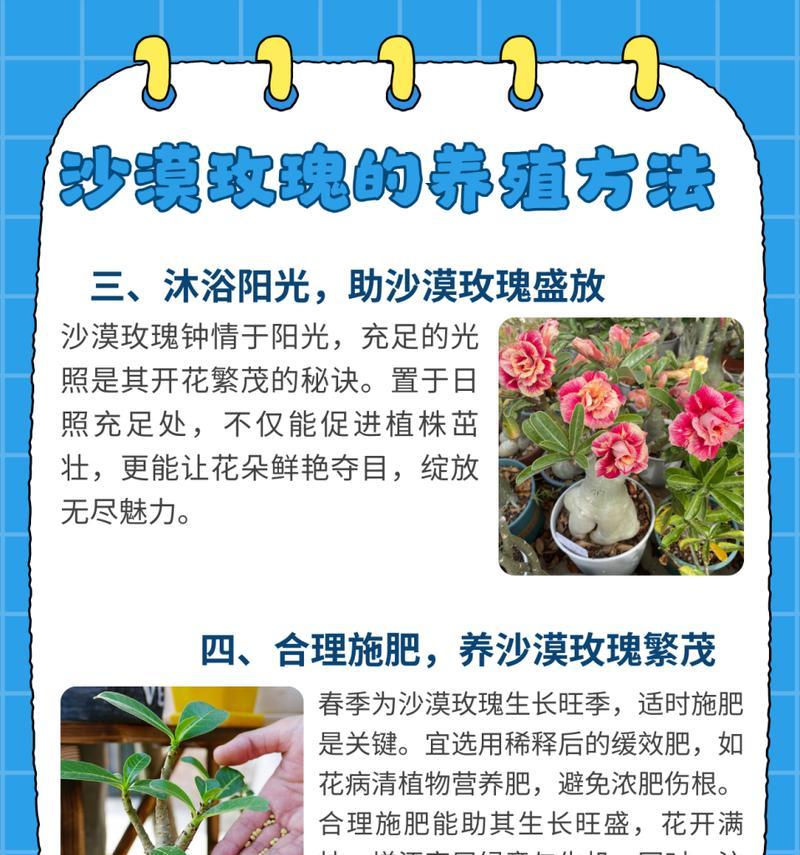 玫瑰花长期养护的秘诀是什么？