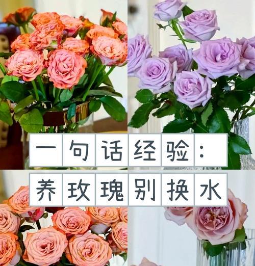 玫瑰花长期养护的秘诀是什么？