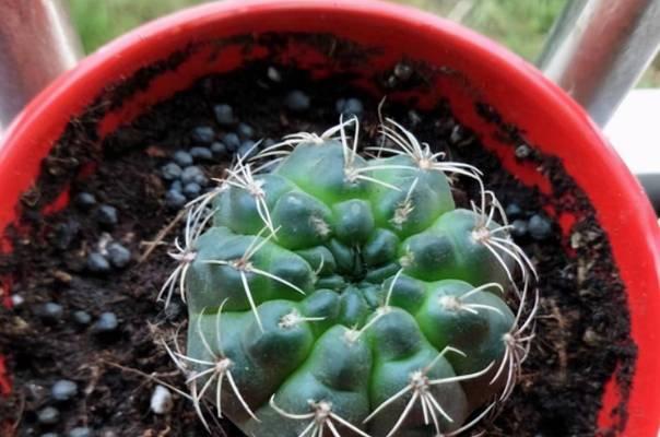 徐志野仙人球的养护方法是什么？如何处理常见问题？