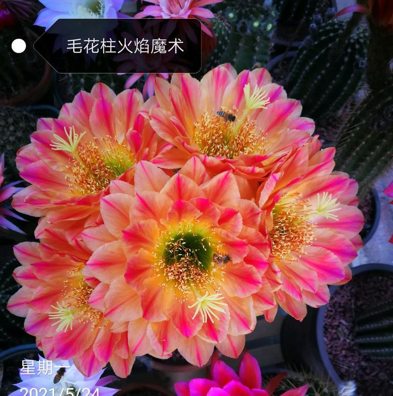 彩色仙人球的养护管理技巧有哪些？
