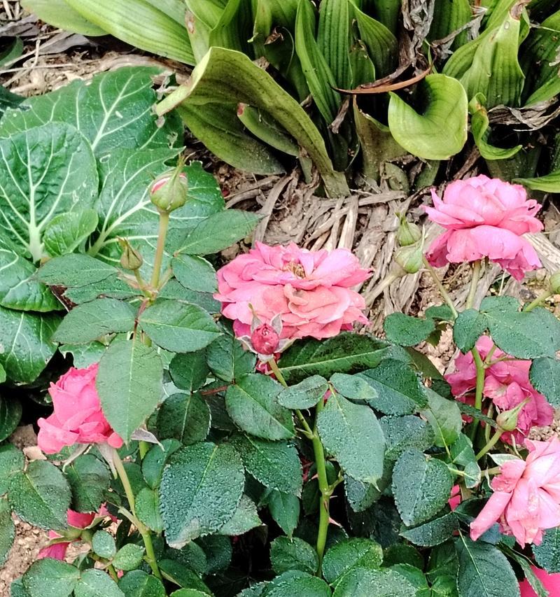 湿透玫瑰花的正确养护措施是什么？