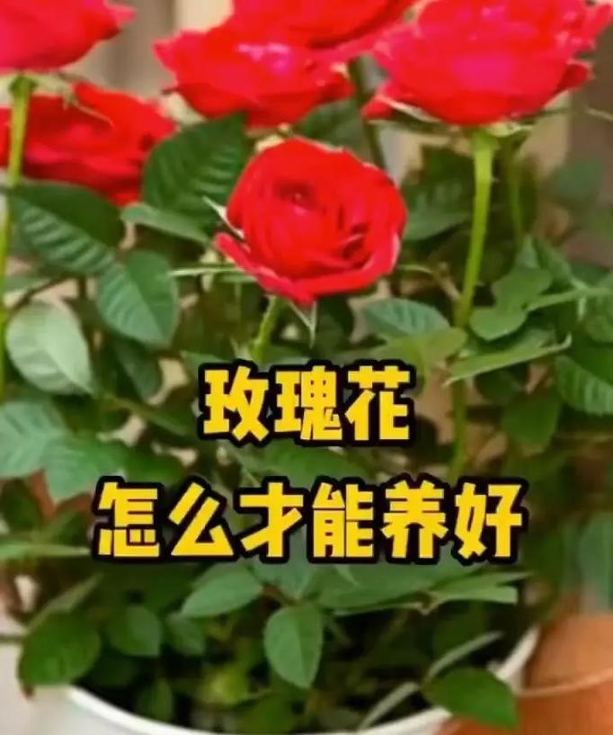 湿透玫瑰花的正确养护措施是什么？
