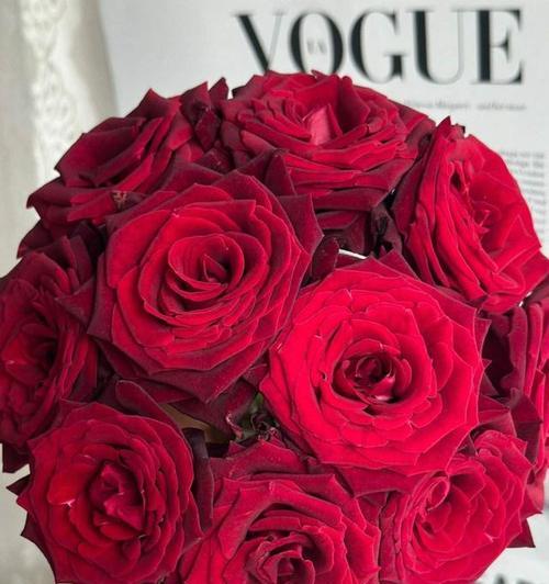 最大的玫瑰花品种有哪些？特点是什么？