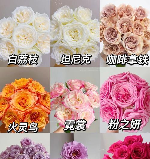 最大的玫瑰花品种有哪些？特点是什么？
