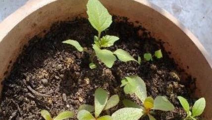 植物怎么救回玫瑰花的种子？玫瑰花种子的保存和播种方法是什么？