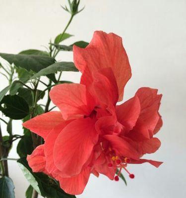 牡丹花出现枯叶的原因是什么？如何正确养护？