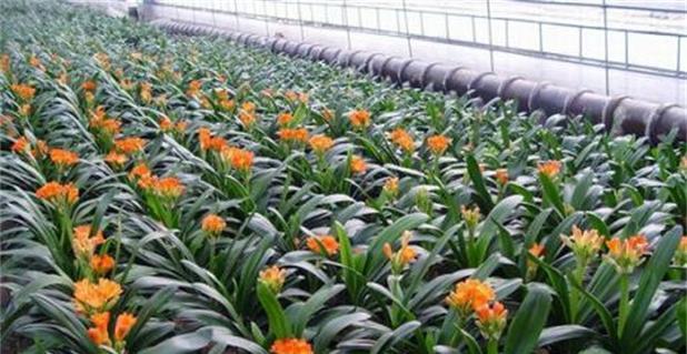 早市君子兰如何种植？新买君子兰的种植步骤是什么？