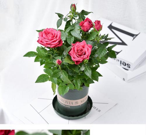绿植玫瑰花的养护要点有哪些？如何保持其生机勃勃？