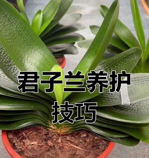 君子兰花肥料的正确配比是什么？如何科学施肥？