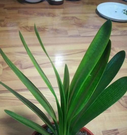 君子兰花肥料的正确配比是什么？如何科学施肥？