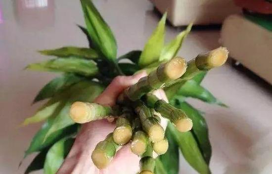 君子兰长虫子了怎么办？如何有效防治？