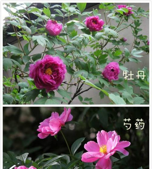 牡丹花与蘑菇花有哪些区别？各自的养护要点是什么？