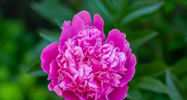 牡丹花与蘑菇花有哪些区别？各自的养护要点是什么？