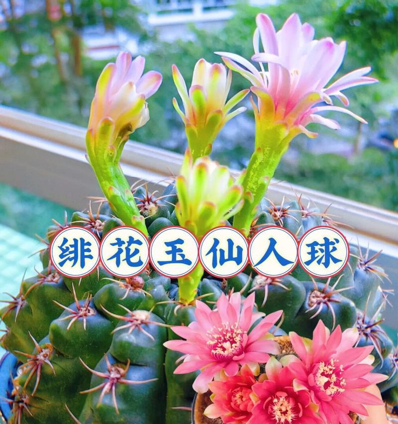 绯红玉仙人球开花条件是什么？
