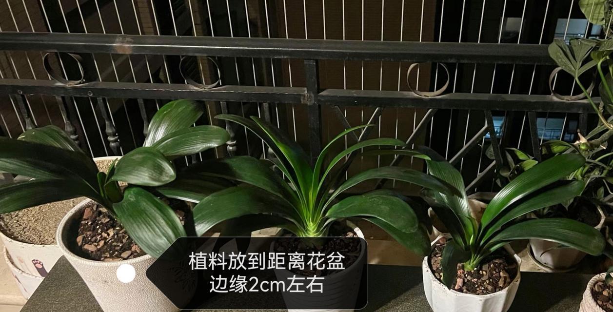 君子兰烂叶子的原因是什么？如何预防和处理？