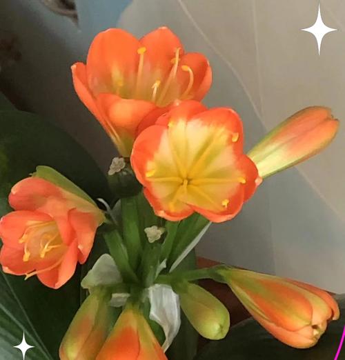 君子莲开花君子兰需要哪些条件？