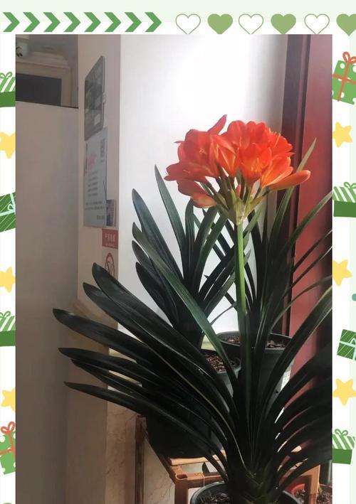 君子莲开花君子兰需要哪些条件？