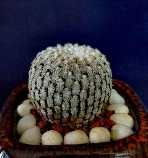 金钮群仙人球的特征是什么？