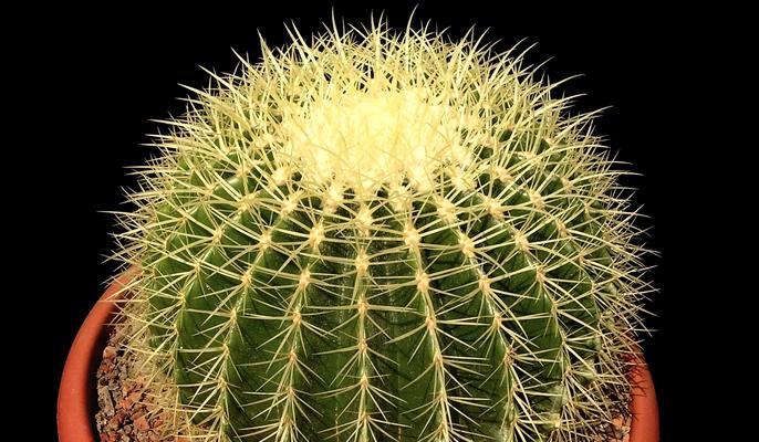 金钮群仙人球的特征是什么？