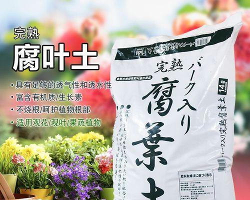 营养土栽君子兰可行吗？如何养护？