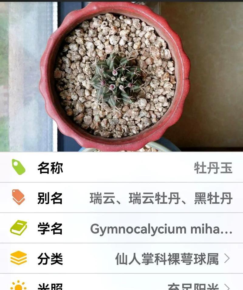 泡茶用的仙人球如何养殖？有哪些要点？